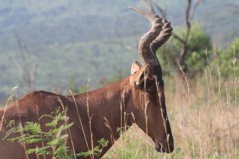 Bild 5 zur Urlaubsidee »Kwazulu-Natal - Entdecken Sie das wahre Südafrika!«
