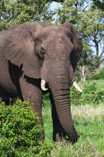 Bild 1 zur Urlaubsidee »Kwazulu-Natal - Entdecken Sie das wahre Südafrika!«