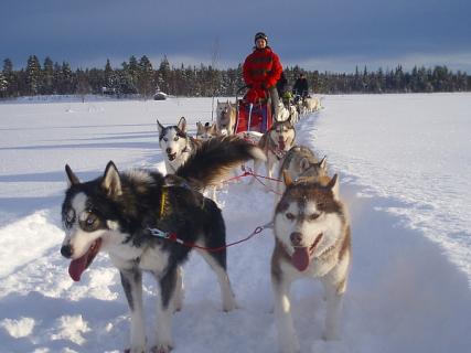 Bild 4 zur Urlaubsidee »HUSKY WEEKEND«