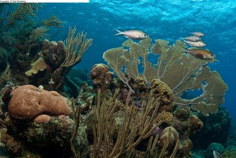 Bild 11 zur Urlaubsidee »Curacao Tauchreisen«