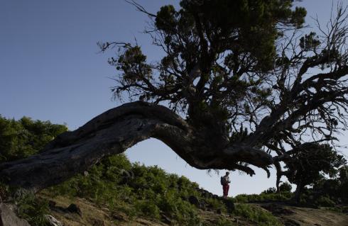 Bild 3 zur Urlaubsidee »MADEIRA . Grosse Inselüberschreitung«