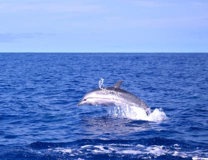 Bild 1 zur Urlaubsidee »Azoreninsel Pico - DolphinBalance als Naturerlebnis mit Delfinschwimmen«