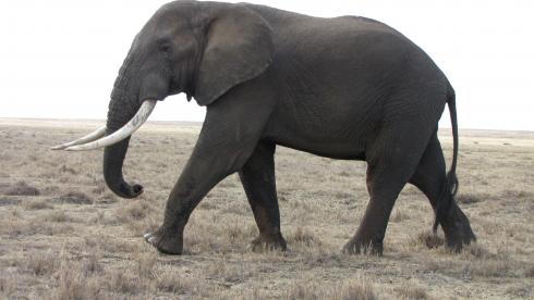 Bild 1 zur Urlaubsidee »TANZANIA: KULTUR, WANDERN & TIERBEOBACHTUNG«