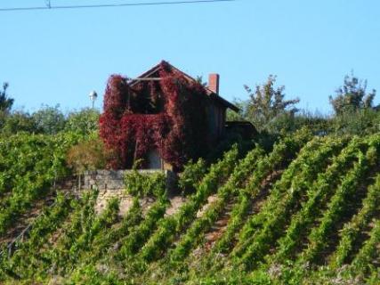 Bild 12 zur Urlaubsidee »Radreise am Ilm- und Saaleradweg - Rundtour Weimar-Naumburg-Weimar«