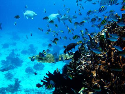 Bild 3 zur Urlaubsidee »Schnorcheln in der Andamanen-See 3 Tage«