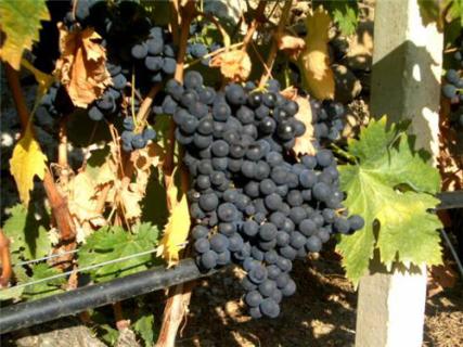 Bild 2 zur Urlaubsidee »Wein & Wandern in Westligurien - wo die Alpen ins Meer fallen«