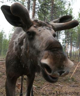 Bild 3 zur Urlaubsidee »Fliegenfischen in Lappland«