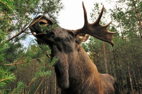 Bild 6 zur Urlaubsidee »Wellness in der Wildnis: Dagsholm Hotel öffnet die Tür zum Naturerlebnis Dalsland«