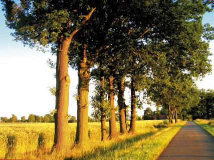 Bild 1 zur Urlaubsidee »Goldene Herbsttage im Nordseeklima ...«