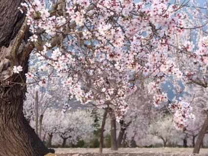 Bild 4 zur Urlaubsidee »Wanderreise zur Mandelblüte nach Mallorca«