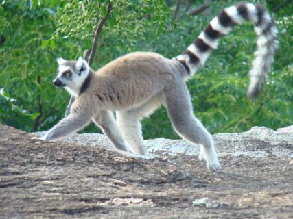 Bild 2 zur Urlaubsidee »Madagaskar - zu Besuch bei den Lemuren, Rundreise 18 Tage«