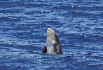 Bild 4 zur Urlaubsidee »Schwimmen mit Delfinen - Pico (Azoren)«