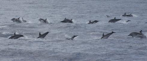 Bild 7 zur Urlaubsidee »Schwimmen mit Delfinen - AZOREN Familienreise«
