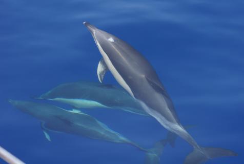Bild 5 zur Urlaubsidee »Schwimmen mit Delfinen - AZOREN Familienreise«