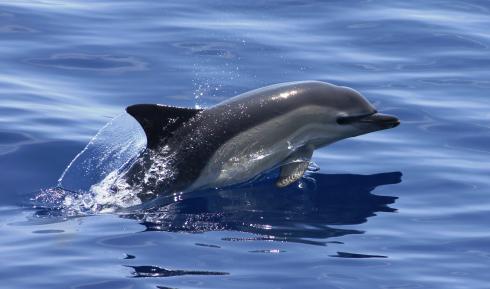 Bild 2 zur Urlaubsidee »Schwimmen mit Delfinen - Pico (Azoren)«