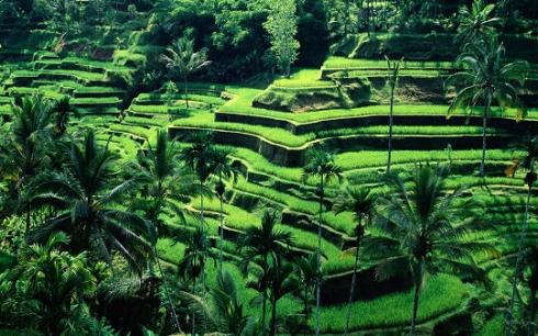Bild 1 zur Urlaubsidee »Spirituelle Reise nach Bali - Besuch der Palmblattbibliothek, Heilzeremonien und Rituale an Kraftplätzen «