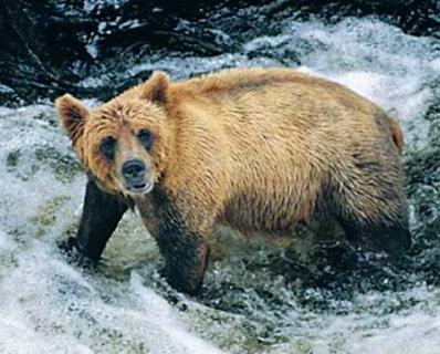 Bild 6 zur Urlaubsidee »SY Island Odyssey - Whale and Bear Watching an Kanadas Pazifikküste«