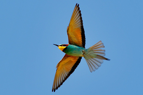 Bild 3 zur Urlaubsidee »Andalusien: Ein Paradies für Vogelbeobachter, Naturfreunde & Ornithologen«