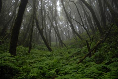 Bild 7 zur Urlaubsidee »Berge & Meer -La Gomera zu Wasser und zu Land«