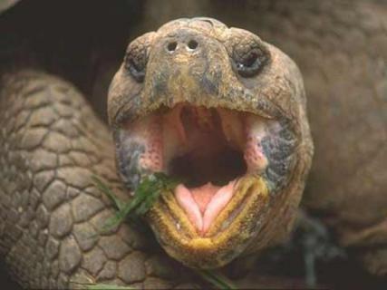 Bild 4 zur Urlaubsidee »WWF Reise Putumayo - Ecuador, Peru & Galapagos«