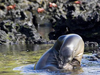 Bild 5 zur Urlaubsidee »WWF Reise Putumayo - Ecuador, Peru & Galapagos«