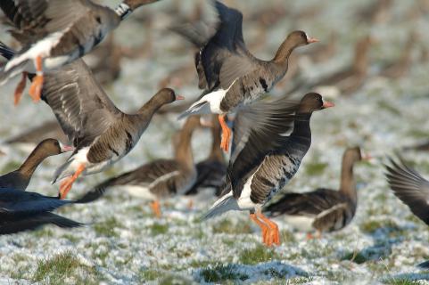 Bild 1 zur Urlaubsidee »Ostfrieslands Natur - Auf den Spuren von Wollgras und Wildgans«