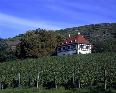 Bild 2 zur Urlaubsidee »Sächsischer Wein & spannende Jagdgeschichten«