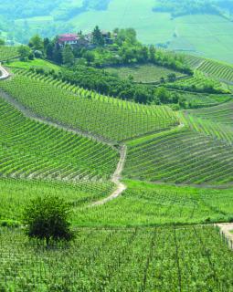 Bild 1 zur Urlaubsidee »Kulinarische Weinreise in Italien 12. Oktober - 17.Oktober 2014«