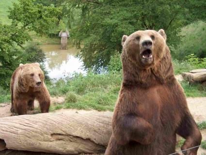 Bild 1 zur Urlaubsidee »Wild- und Freizeitpark Westerwald - macht einfach tierisch Spaß!«