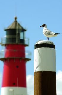 Bild 3 zur Urlaubsidee »Genussradeln an der Nordsee für Alleinreisende und Singles«