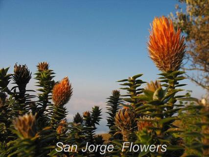 Bild 6 zur Urlaubsidee »Naturwanderungen und Mountainbiketouren auf San Jorge, Ecuador«