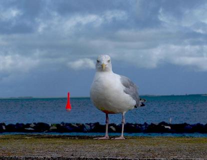 Bild 6 zur Urlaubsidee »Shaolin QiGong & Chan-Meditation mit Shaolinmeister Shi Xinggui auf Sylt«