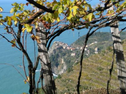Bild 3 zur Urlaubsidee »Cinque Terre - Weinberge mit Meerblick«