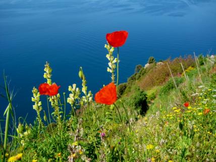 Bild 6 zur Urlaubsidee »Cinque Terre - Weinberge mit Meerblick«