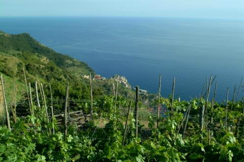 Bild 7 zur Urlaubsidee »Cinque Terre - Weinberge mit Meerblick«