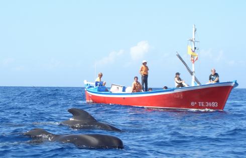 Bild 1 zur Urlaubsidee »Whale Watching mit Meeresbiologen – Ozeanische Woche Intensiv«