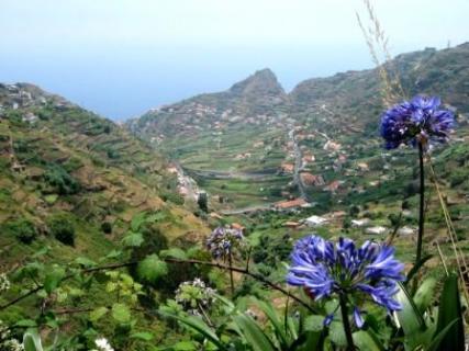 Bild 1 zur Urlaubsidee » Madeira -  Delfine und Meer«