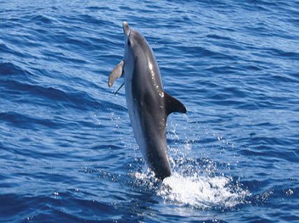 Bild 4 zur Urlaubsidee » Madeira -  Delfine und Meer«