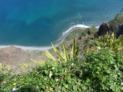 Bild 2 zur Urlaubsidee » Madeira -  Delfine und Meer«