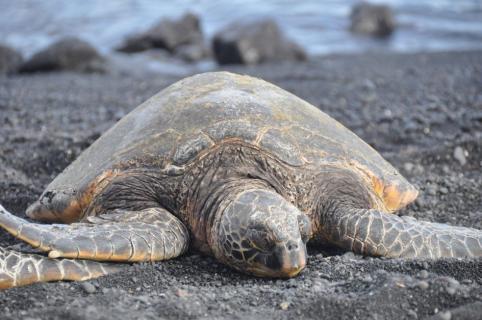 Bild 8 zur Urlaubsidee »Hawaii - Magischer Abenteuerspielplatz der Götter, Delfine und WaleHawaii – eine besondere Reise zu einzigartigen Naturschönheiten Lassen Sie sich verzaubern vom Aloha-Spirit der hawaiianischen Inseln: Glasklares Wasser mit einer reichen und bunten Unterw«