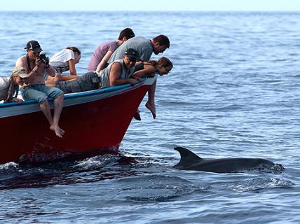 Bild 11 zur Urlaubsidee »Whale Watching mit Meeresbiologen – Ozeanische Woche Intensiv«