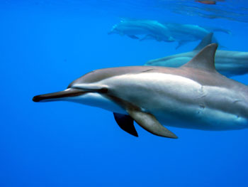 Bild 1 zur Urlaubsidee »Spirituelle Reise nach Hawaii - Healing Retreat mit Delfin Schwimmen auf Big Island«