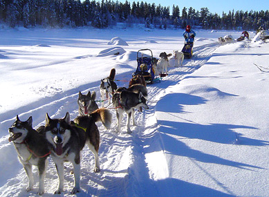 Bild 7 zur Urlaubsidee »HUSKY WEEK«