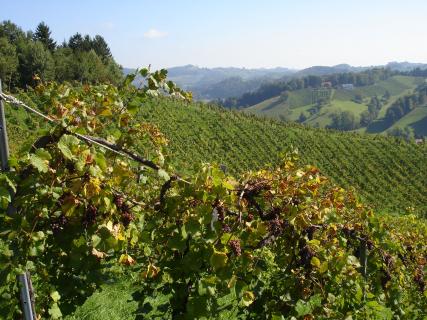 Bild 4 zur Urlaubsidee »Weinreise in die Steiermark - Weingenuss zwischen Tradition und Moderne (Juni 2012)«