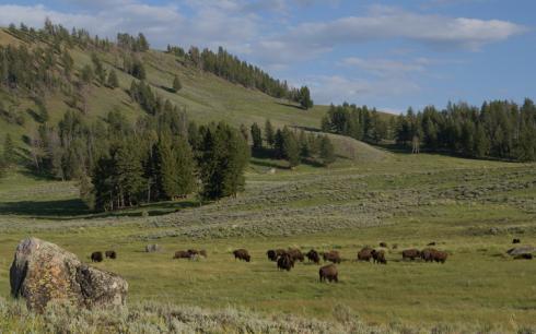 Bild 8 zur Urlaubsidee »USA Mt. Rushmore & Yellowstone National Park - Eine grandiose Radreise durch den Wilden Westen«