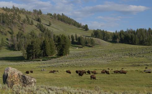 Bild 12 zur Urlaubsidee »USA – Mt. Rushmore / Yellowstone National Park (Radtour)«