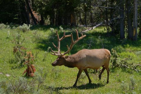 Bild 9 zur Urlaubsidee »USA Mt. Rushmore & Yellowstone National Park - Eine grandiose Radreise durch den Wilden Westen«