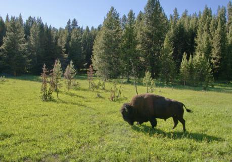 Bild 14 zur Urlaubsidee »USA Mt. Rushmore & Yellowstone National Park - Eine grandiose Radreise durch den Wilden Westen«