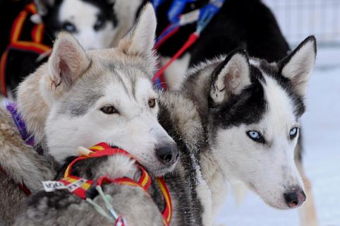 Bild 5 zur Urlaubsidee »HUSKY WEEK«