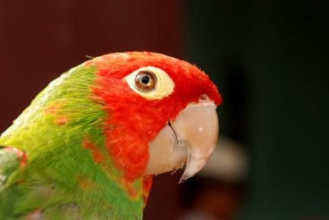 Bild 2 zur Urlaubsidee »Naturwanderungen und Mountainbiketouren auf San Jorge, Ecuador«